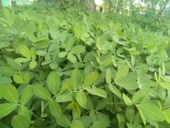 Arachis repens