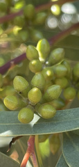 Eucalyptus flindersii