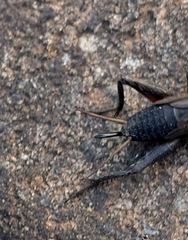 Teleogryllus commodus