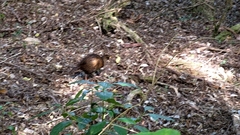 Gallirallus australis