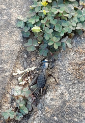 Teleogryllus commodus