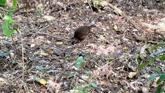 Gallirallus australis