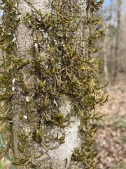 Forsstroemia trichomitria