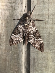 Psilogramma papuensis