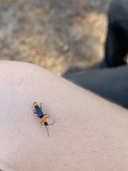 Chauliognathus tricolor