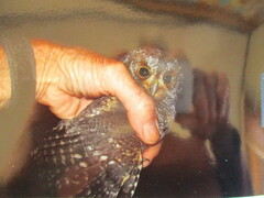 Psiloscops flammeolus