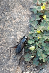Teleogryllus commodus