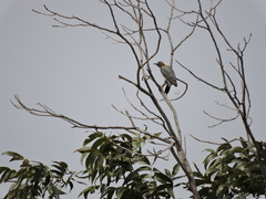 Melanerpes aurifrons