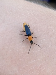 Chauliognathus tricolor