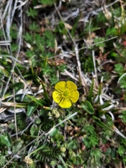 Ranunculus praemorsus