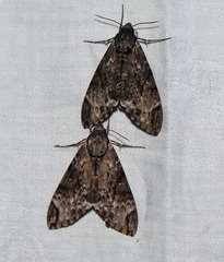 Psilogramma