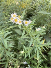 Symphyotrichum firmum