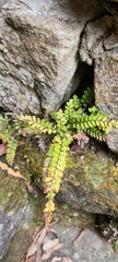 Adiantum hispidulum