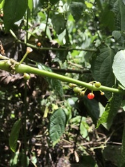 Witheringia solanacea