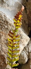 Adiantum hispidulum