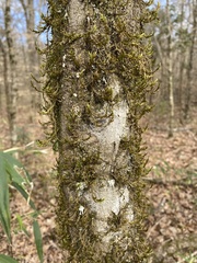 Forsstroemia trichomitria