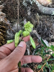 Gentianella longibarbata