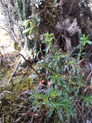 Gentianella longibarbata