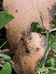 Camponotus innexus