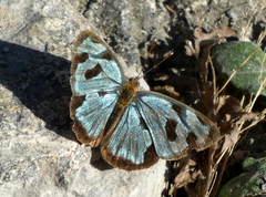 Dynamine postverta mexicana