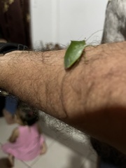 Loxa viridis