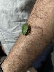 Loxa viridis