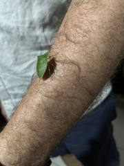 Loxa viridis