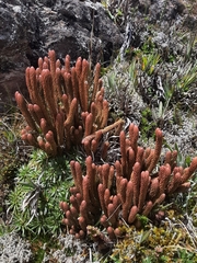 Phlegmariurus crassus