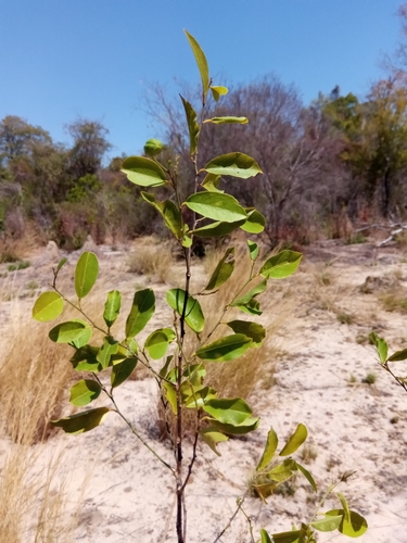 Maerua cylindrocarpa image