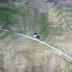 Chloroceryle americana