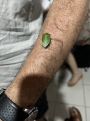 Loxa viridis