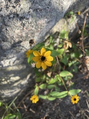 Zinnia maritima