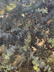 Eucalyptus gillii