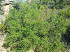 Aspalathus vulnerans