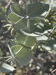 Eucalyptus gillii