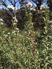 Rhodanthe anthemoides