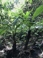 Typhonodorum lindleyanum