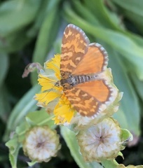 Chrysolarentia