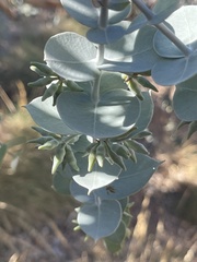 Eucalyptus gillii
