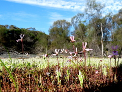 Stylidium calcaratum