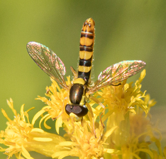 Sphaerophoria philanthus
