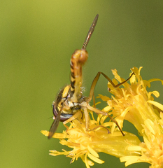 Sphaerophoria philanthus