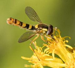 Sphaerophoria philanthus
