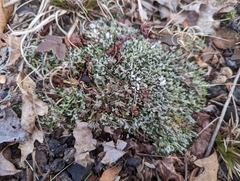 Cladonia subcariosa