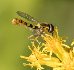 Sphaerophoria philanthus