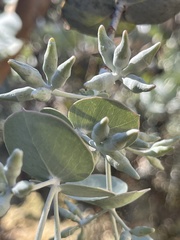 Eucalyptus gillii