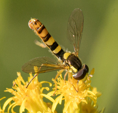 Sphaerophoria philanthus