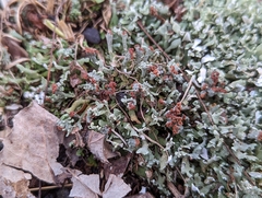 Cladonia subcariosa