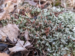 Cladonia subcariosa