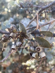 Eucalyptus gillii
